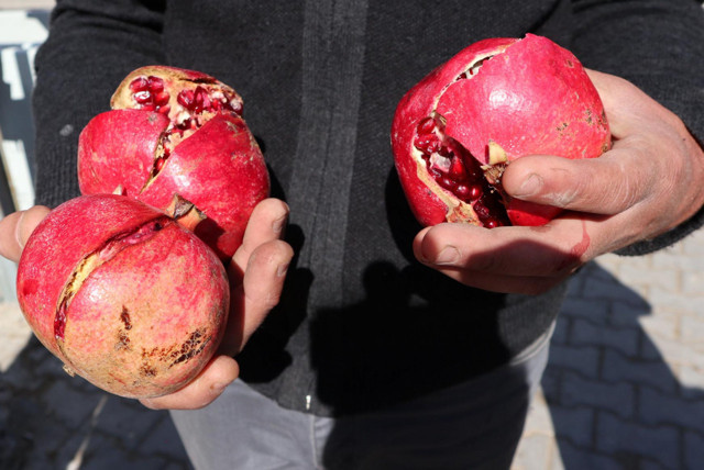 Kayseri'de nar yiyen aile hastanelik oldu! Saliha'nın ölüm nedeni tarım ilacı - Resim: 1