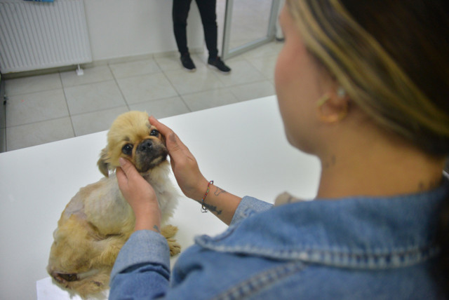 Adana'da ölüme terk edilen köpeğe cinsel saldırı şüphesi - Resim: 1