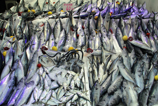 Palamut bolluğu var! Fiyatı düştükçe düştü bakın ne kadar oldu - Resim: 0