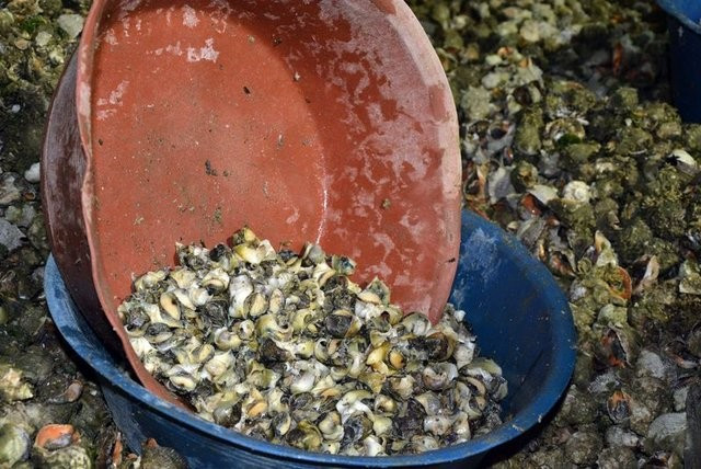  Japonya'ya Karadeniz salyangozu - Resim: 1