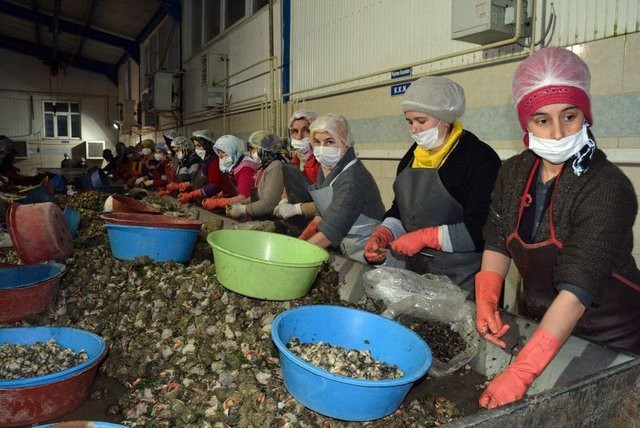  Japonya'ya Karadeniz salyangozu - Resim: 3