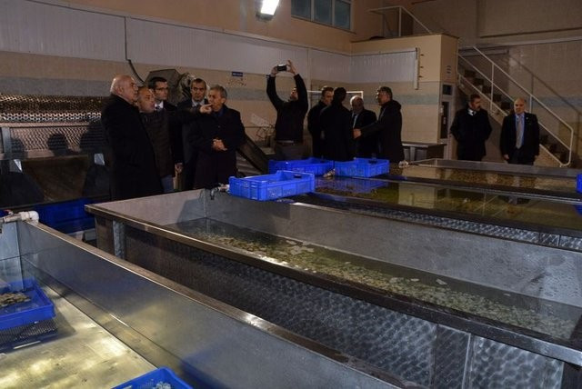  Japonya'ya Karadeniz salyangozu - Resim: 4