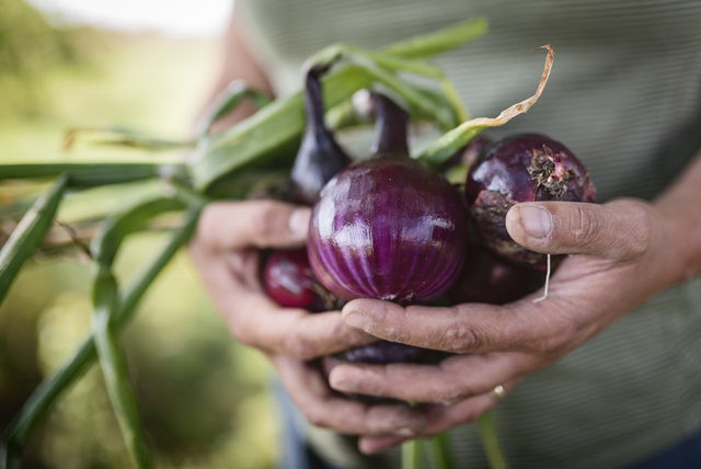 Bu yiyecekleri buzdolabına sokmayın - Resim: 4