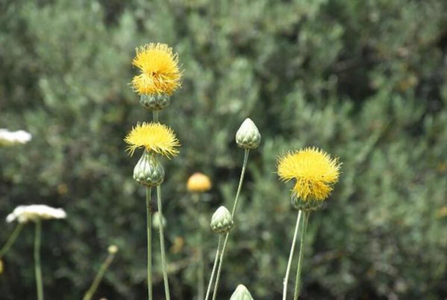 Türkiye'de ender görülen bu bitkiyi koparmanın cezası 50 bin TL - Resim: 1