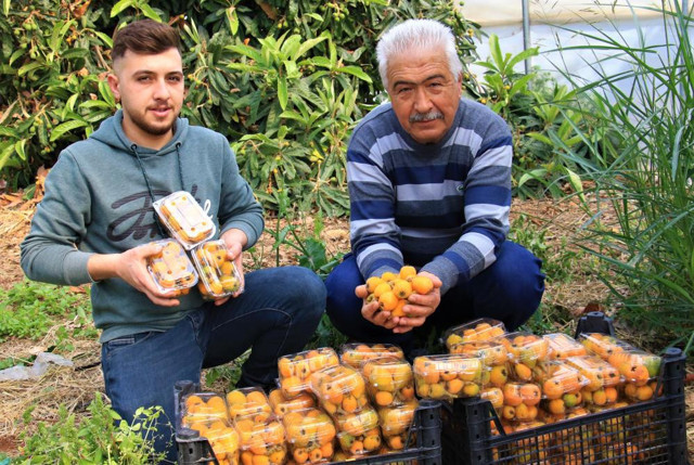 Örtü altında “yenidünya” hasadı başladı! Kilosu bakın ne kadar - Resim: 0