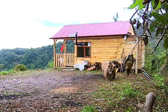 Artvin'de hırsızlardan şüphelendi, fotokapan görüntülerini izleyince şok oldu - Resim: 1