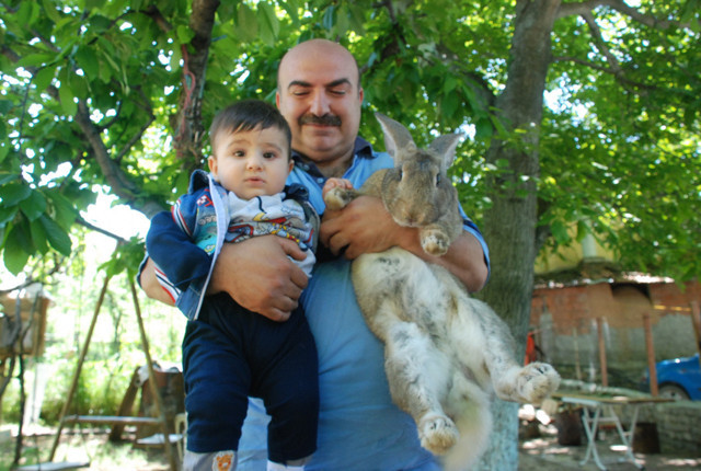 Görenler gözlerine inanamıyor, 4,5 aylık tavşan tam 7 kilo - Resim: 0