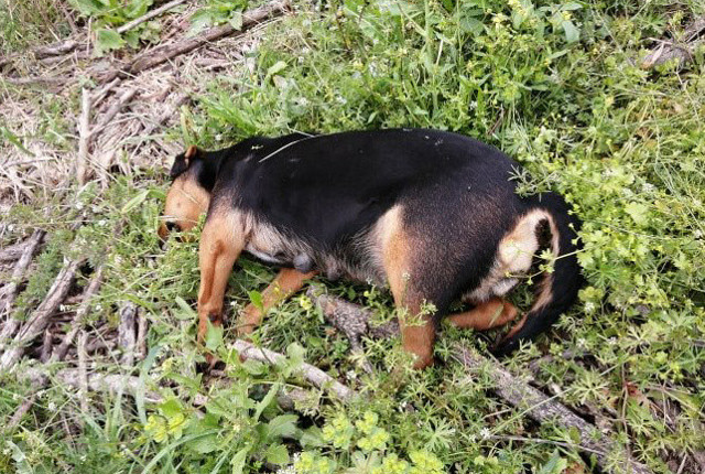 Antalya'da 3 köpek zehirli tavuk eti verilerek öldürüldü - Resim: 0