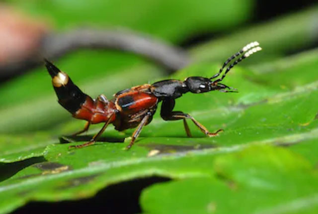 Kanserin çaresi bu böceğin içinde gizliymiş! - Resim: 3