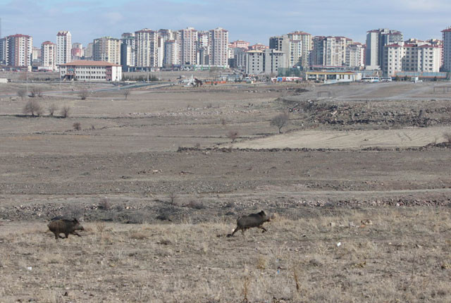 Ordu ve Kayseri'de görüldüler! Şehir merkezine kadar iniyorlar - Resim: 3