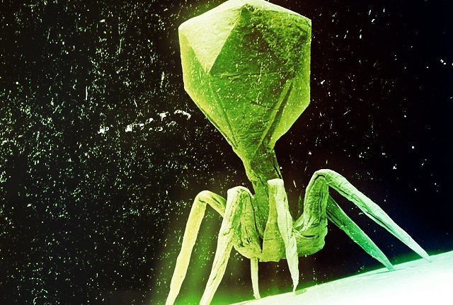 Tedavisi olmayan virüs salgını! - Resim: 2