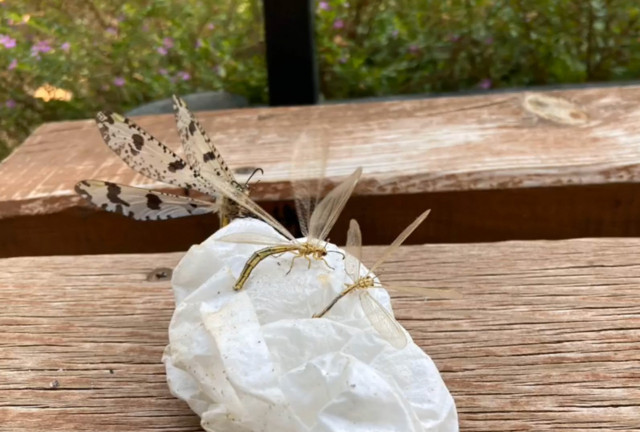 Antalya'da izinsiz böcek yakalayan Rus'a ceza şoku - Resim: 0