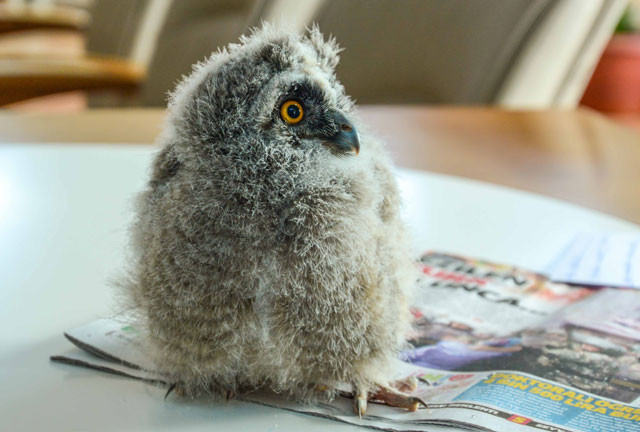 Bütün ilçe bu baykuşu konuşuyor belediye başkanının odasına yerleşti  - Resim: 1