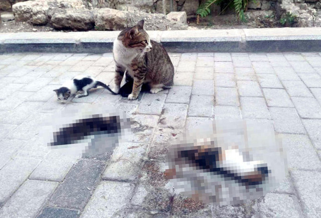 Otomobil 3 yavru kediyi ezdi anne görenlerin yüreğini burktu - Resim: 0