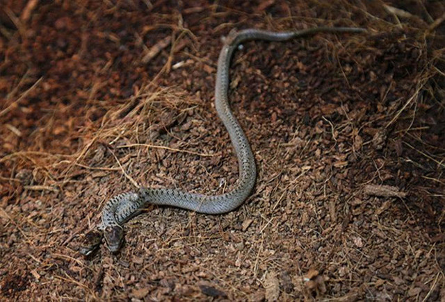 İstanbul'un üç ilçesinde yılan kabusu! Boyu 2,5 metreyi buluyor, uzmanlar uyardı - Resim: 0
