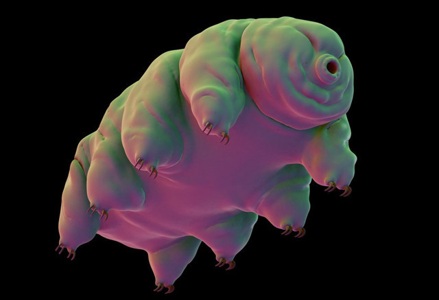 Yaşam olabilir! İsrail'in Ay'a çakılan aracındaki su ayıları - Resim: 0