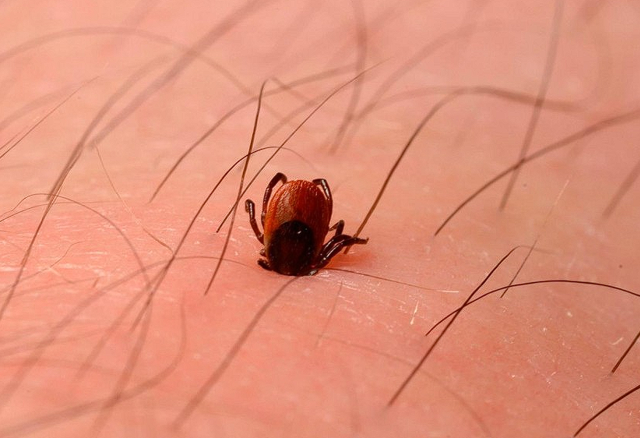 İnsana bulaşıyor! Türkiye'de ilk kez görüldü, İstanbul'da çok var! Yeni salgın endişesi... - Resim: 0