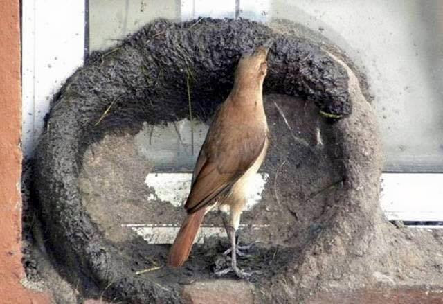 Yuvayı dişi kuş yapar ama nasıl? İşte doğanın en masum hali - Resim: 4