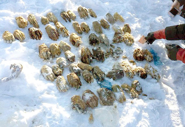 Kan donduran olay! 27 çift insan eli bulundu - Resim: 1