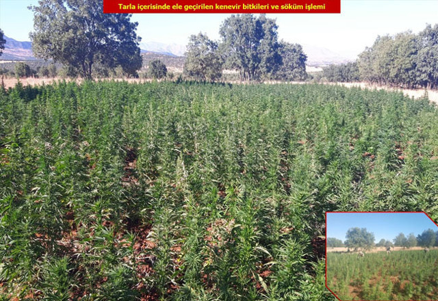 Diyarbakır’da 5 milyon 430 bin kök kenevir ele geçirildi - Resim: 1