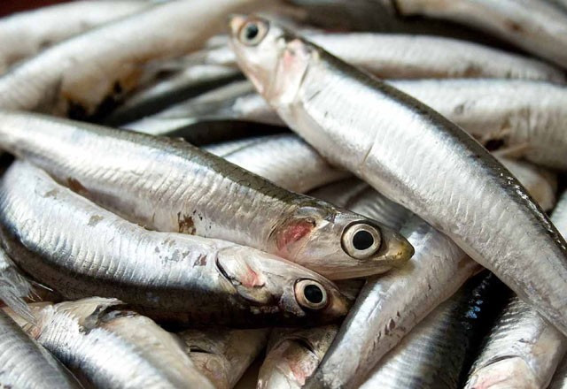 Hamsiyi kılçığı ile yerseniz... - Resim: 1