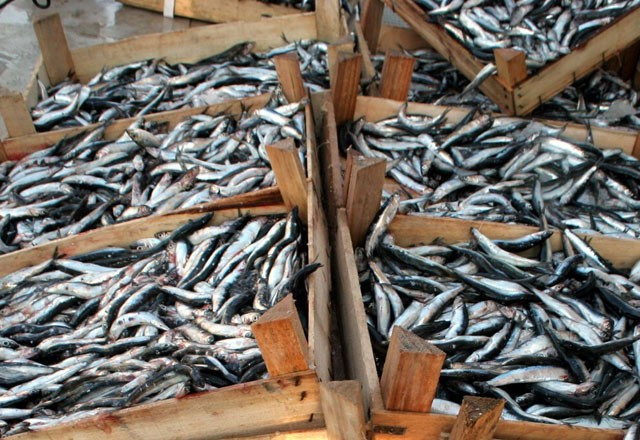 Hamsiyi kılçığı ile yerseniz... - Resim: 4