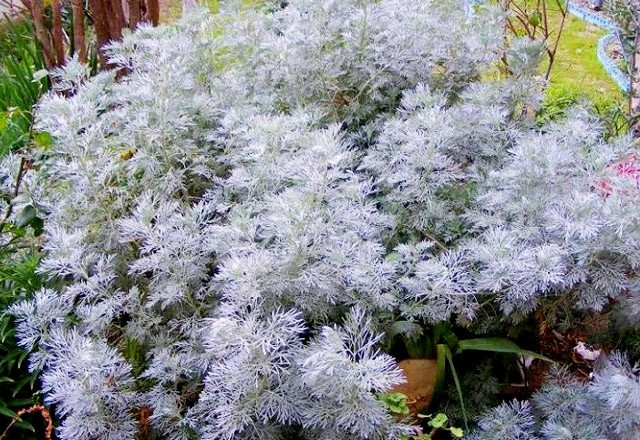 Ağız kokusuna iyi geliyor bunu yapın! - Resim: 2