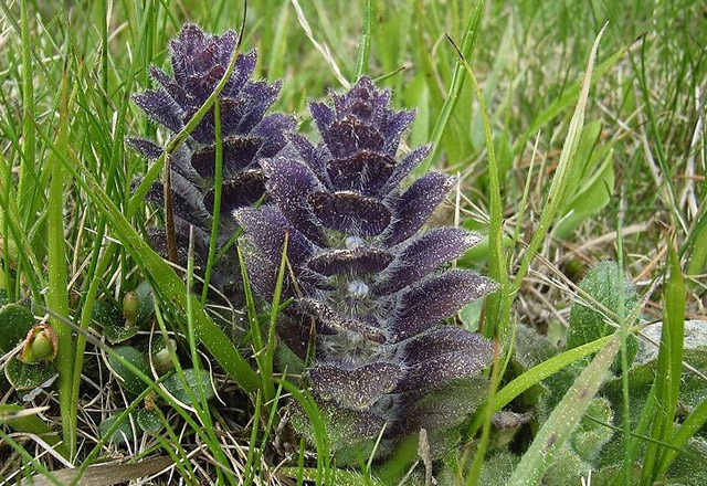 Ağız kokusuna iyi geliyor bunu yapın! - Resim: 3