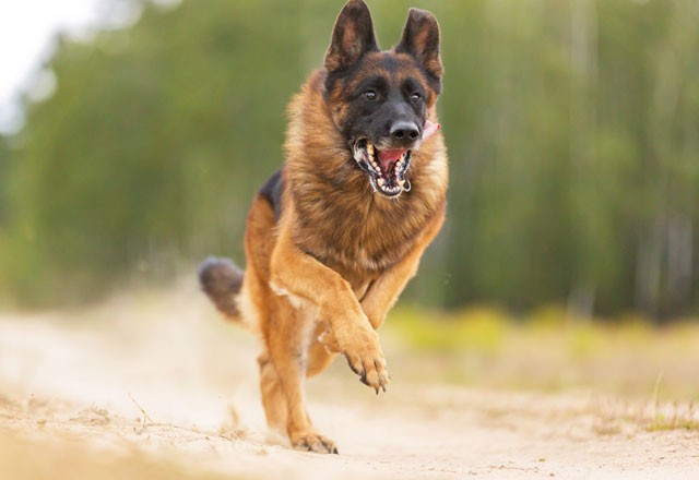 Saldıran bir köpeğe karşı sakın bunları yapmayın - Resim: 1