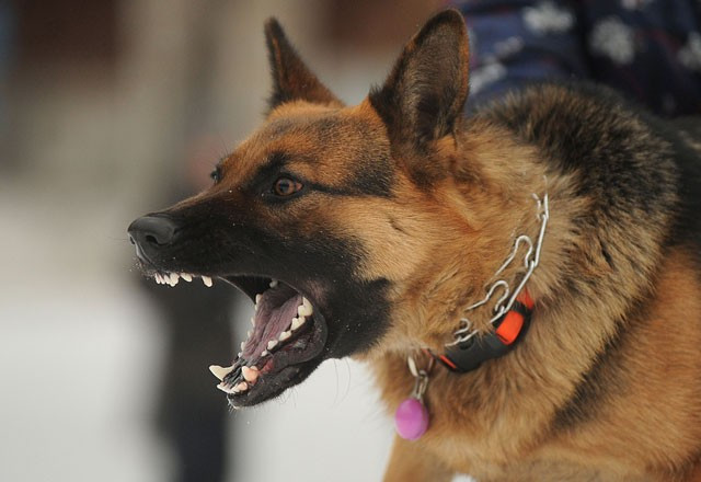 Saldıran bir köpeğe karşı sakın bunları yapmayın - Resim: 2