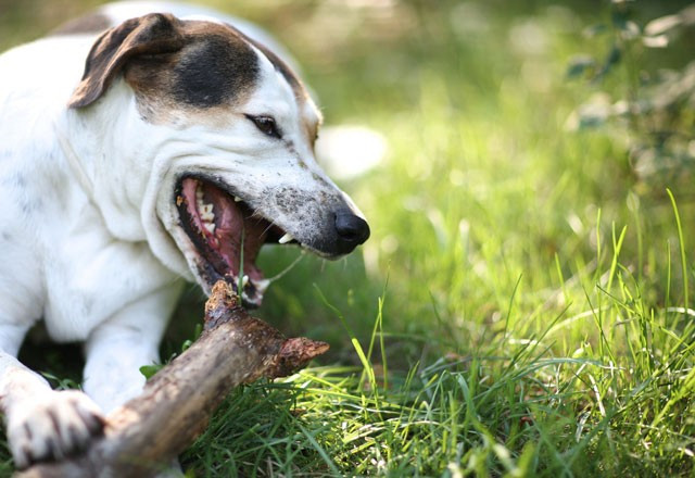 Saldıran bir köpeğe karşı sakın bunları yapmayın - Resim: 4