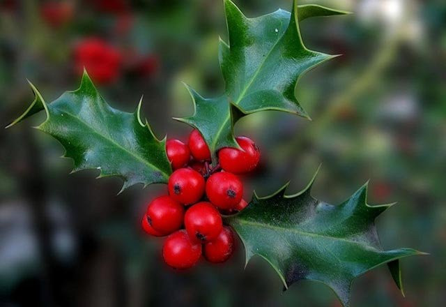 Koksa da çiğ olarak tüketin - Resim: 3
