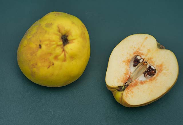 Şimdi tam mevsimi! Ayvanın muhteşem faydaları - Resim: 1