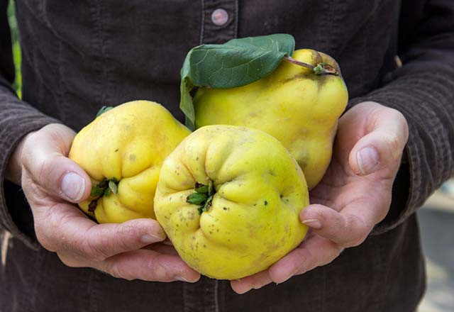 Şimdi tam mevsimi! Ayvanın muhteşem faydaları - Resim: 4