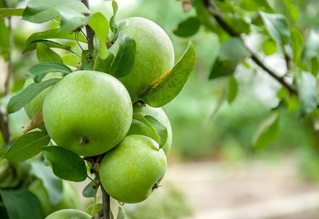 Sigaranın zararlarını azaltan 2 gıda - Resim: 4