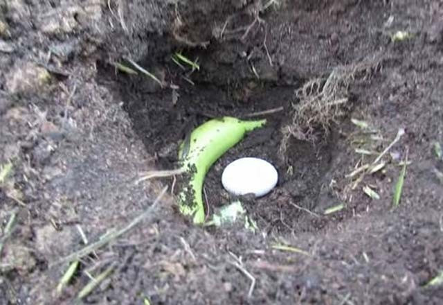 Toprağa yumurta gömerseniz ne olur? - Resim: 1
