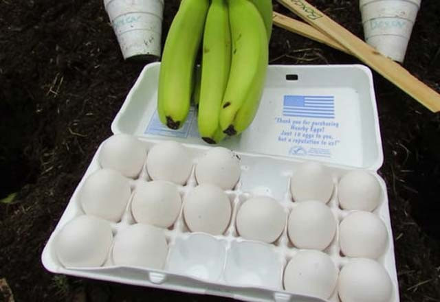 Toprağa yumurta gömerseniz ne olur? - Resim: 2