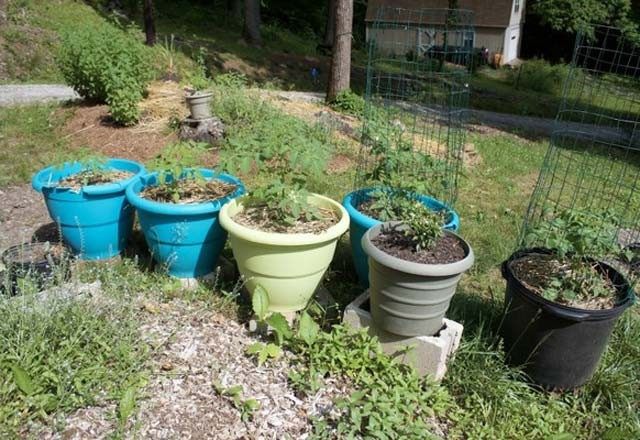 Toprağa yumurta gömerseniz ne olur? - Resim: 3