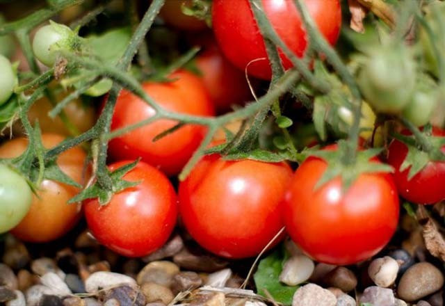 Toprağa yumurta gömerseniz ne olur? - Resim: 4