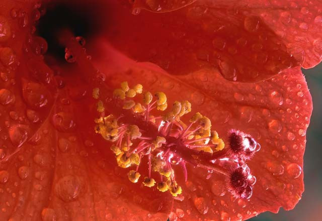 Nikotini vücuttan atan yiyecekler - Resim: 4