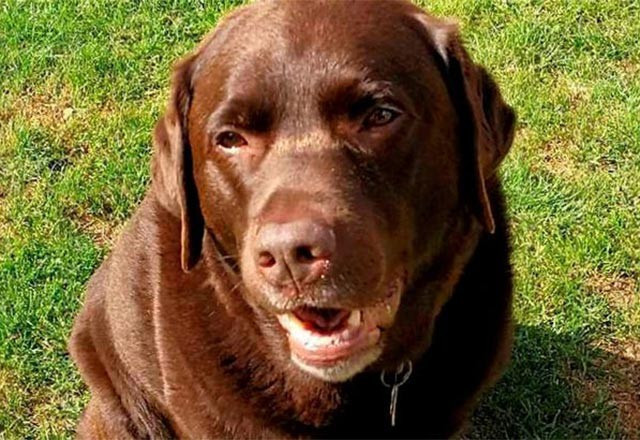 Köpeğin midesinden çıkan 15cmlik şiş! İnanılmaz ama gerçek - Resim: 1