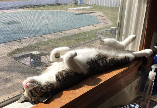 Güneşi görünce mayışan kediler - Resim: 2