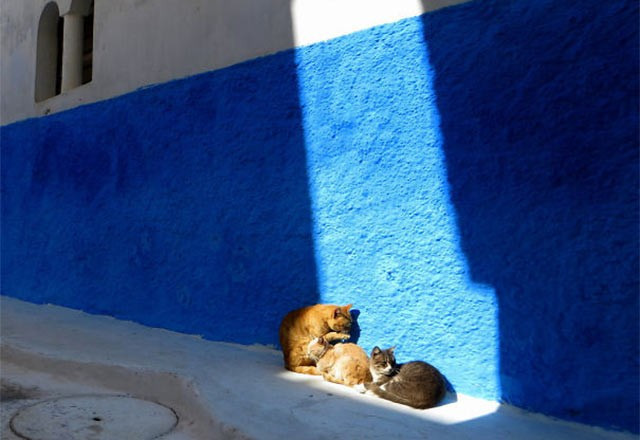 Güneşi görünce mayışan kediler - Resim: 3