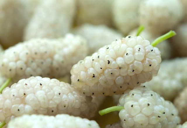 Beyaz dut ile egzamadan kurtulun - Resim: 1