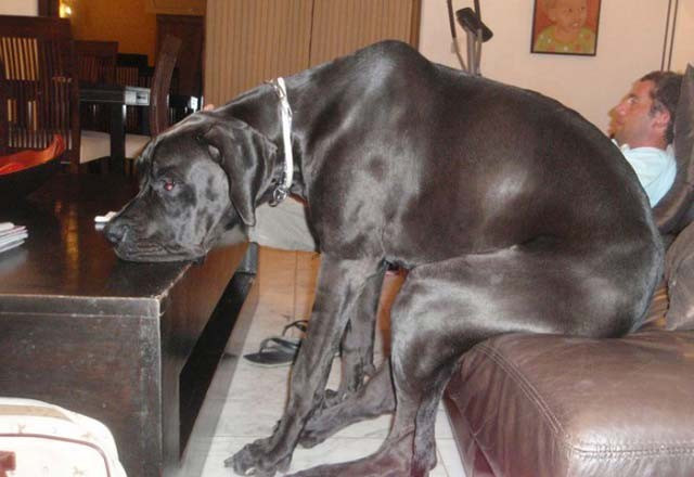 Eşyaları anlamları dışında kullanan hayvanlar güldürdü - Resim: 1