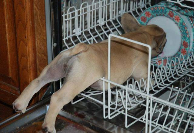 Eşyaları anlamları dışında kullanan hayvanlar güldürdü - Resim: 4