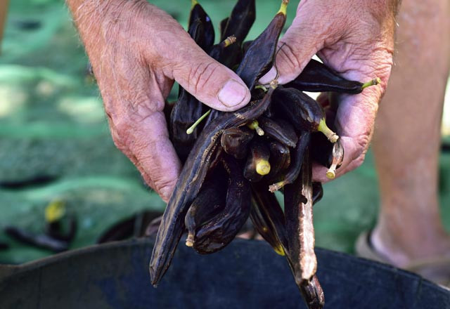 Cinsel gücü artıran kahveye büyük ilgi - Resim: 4