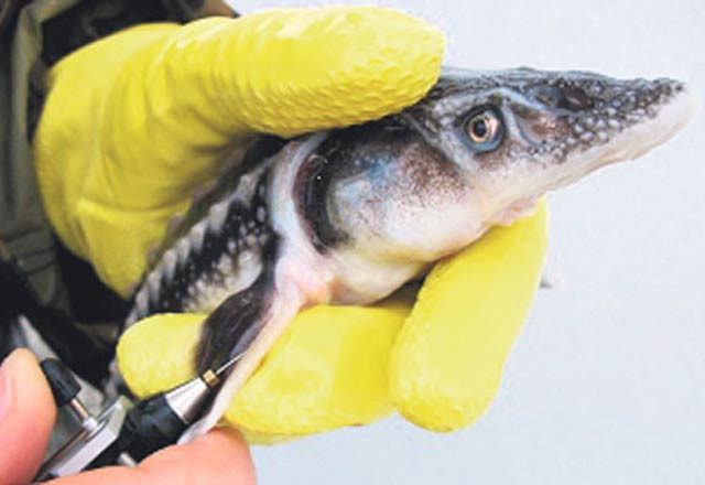 Paça çorbası yerine bundan tüketin - Resim: 4