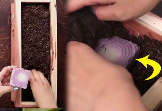 Evde tohumsuz sebze nasıl yetiştirilir? - Resim: 1