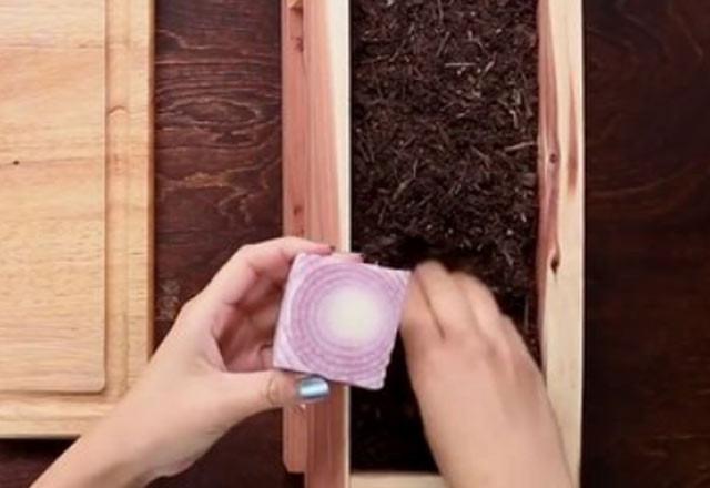 Evde tohumsuz sebze nasıl yetiştirilir? - Resim: 2